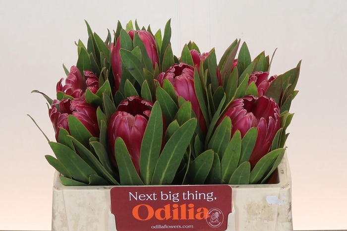 <h4>Protea Brenda</h4>