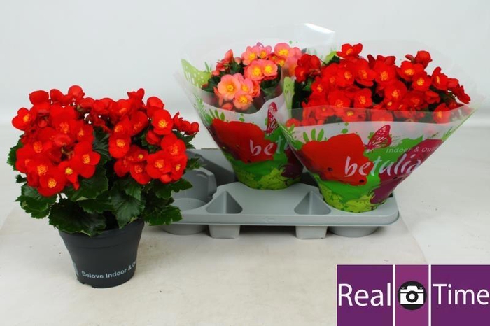 <h4>BEG HL BELOVE GEM</h4>