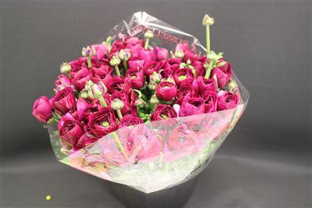 <h4>Cloni Super Renoir</h4>