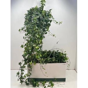 Hedera Helix Pittsburgh 24Ø 110cm