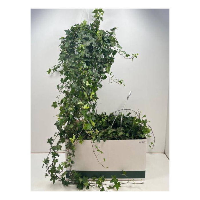 <h4>Hedera Helix Pittsburgh 24Ø 110cm</h4>