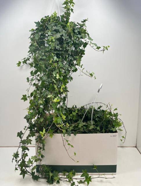 Hedera Helix Pittsburgh 24Ø 110cm