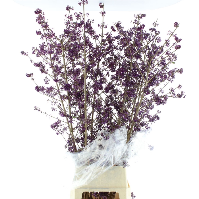 <h4>Callicarpa Super</h4>