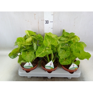 Syngonium   ...