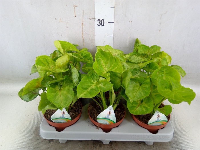 <h4>Syngonium   ...</h4>