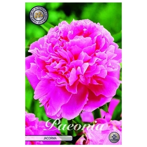 Paeonia Jacorma x1 l