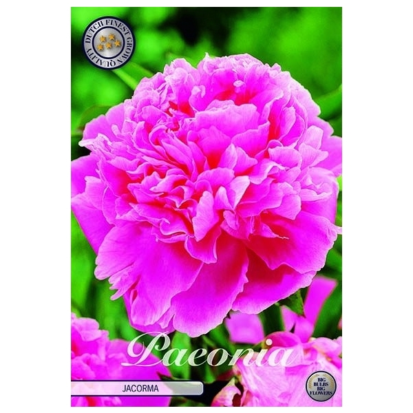 <h4>Paeonia Jacorma x1 l</h4>