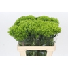 Dianthus Br Kiwi Mellow