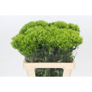 Dianthus Br Kiwi Mellow