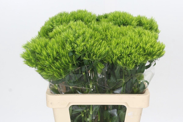 <h4>Dianthus Br Kiwi Mellow</h4>