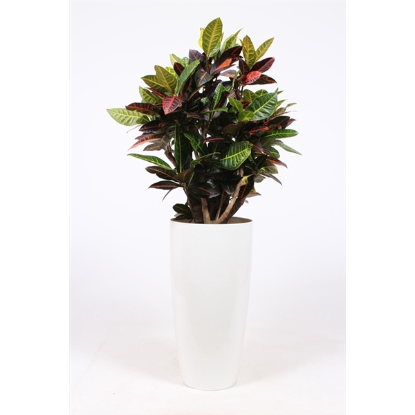 <h4>Codiaeum Petra (Croton) in Santorini pot "wit"</h4>