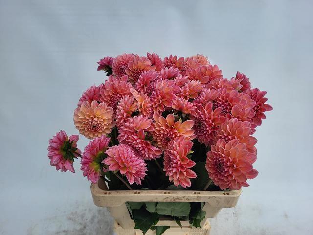 <h4>DAHL LINDAS BABY</h4>