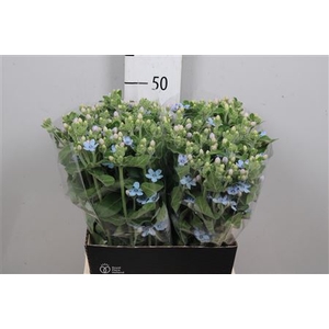 Oxy Co Tan Pure Blu