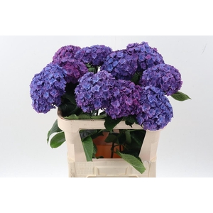 Hydr M Roy Anasta Rs