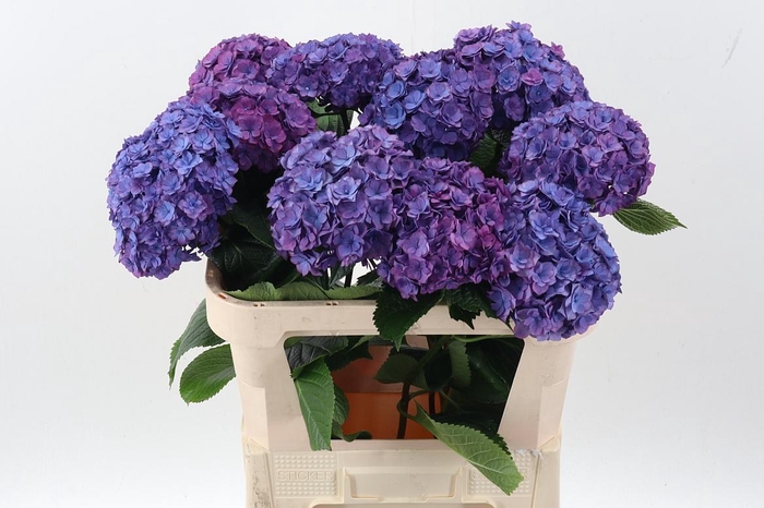 <h4>Hydr M Roy Anasta Rs</h4>