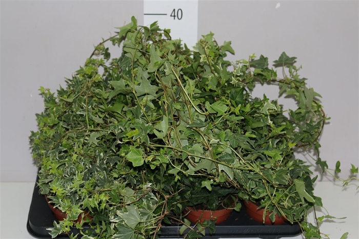 <h4>Hedera He Gemengd</h4>