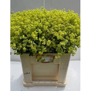 ALCHEMILLA ROBUSTICA
