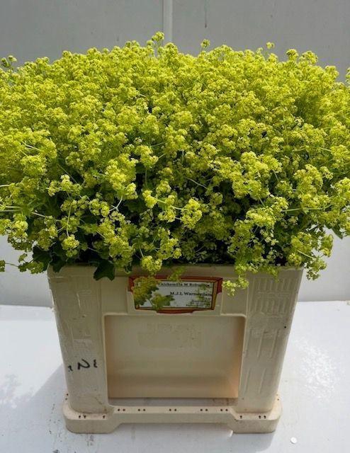 <h4>ALCHEMILLA ROBUSTICA</h4>