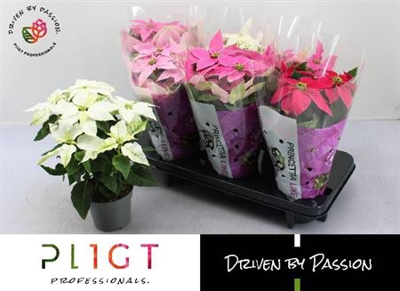 <h4>Euphorbia pulcherrima Princettia gemengd</h4>