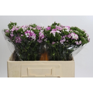 Dianthus Br Amazon Rose Magic