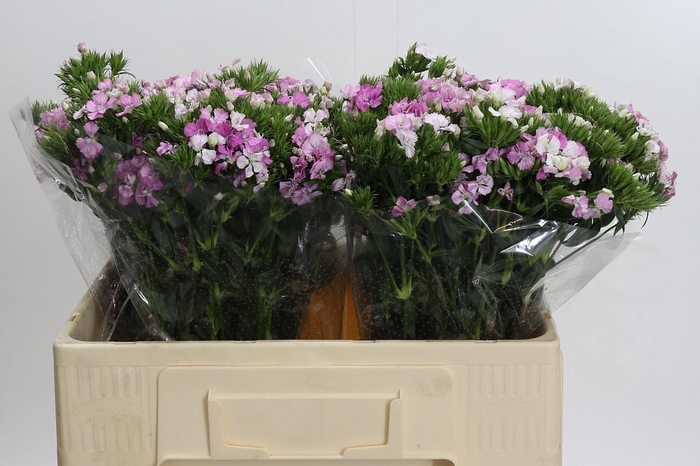 <h4>Dianthus Br Amazon Rose Magic</h4>