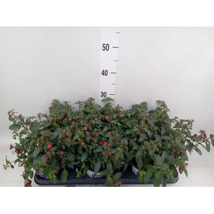 Fuchsia  'Bella Fuchsia Olivia'