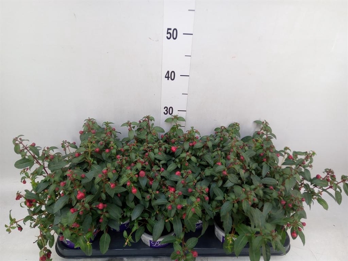 <h4>Fuchsia  'Bella Fuchsia Olivia'</h4>