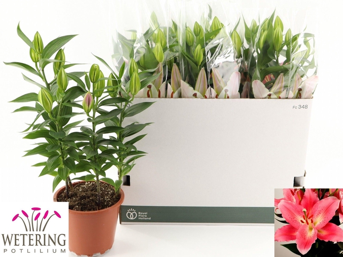 <h4>LIL OR SUNNY CAMINO</h4>