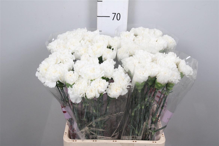 <h4>Di St Holly</h4>