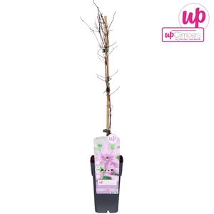 Clematis jackmanii Hagley Hybrid