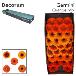 Gerbera mini Sensation Mix Orange gemengd in fust