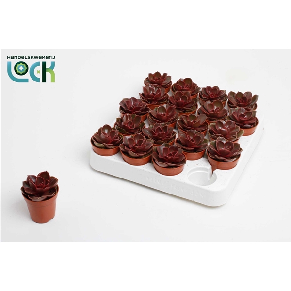 <h4>Echeveria Magic Red</h4>