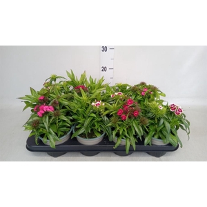 Dianthus barb.