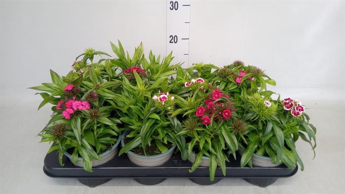 <h4>Dianthus barb.</h4>