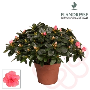 Azalea Flandresse® 'zalm' 30 - 32 cm