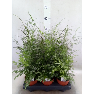 Pteris ensiformis 'Evergemiensis'