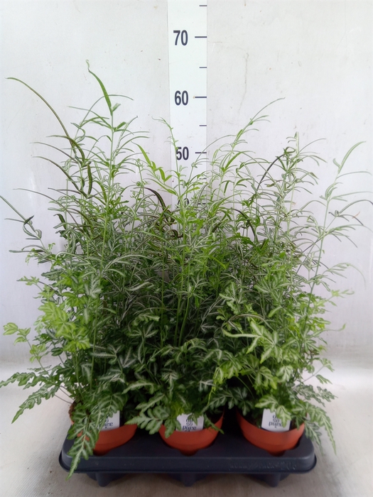 <h4>Pteris ensiformis 'Evergemiensis'</h4>