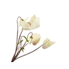 Cyclaam Cream Diamond