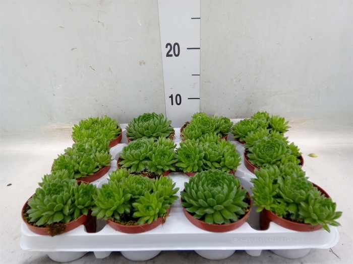 <h4>Sempervivum   ...</h4>