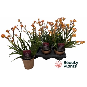 ANIGOZANTHUS ORANGE P12