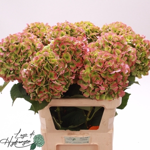 Hydr Verena Classic Munck