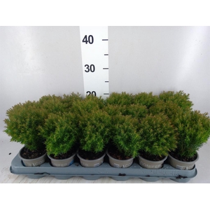 Thuja occid. 'Teddy'