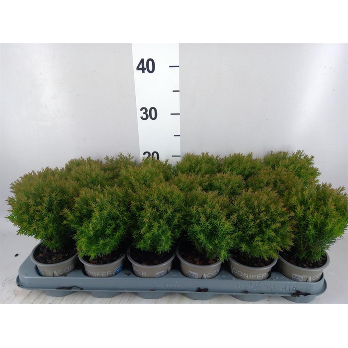 <h4>Thuja occid. 'Teddy'</h4>