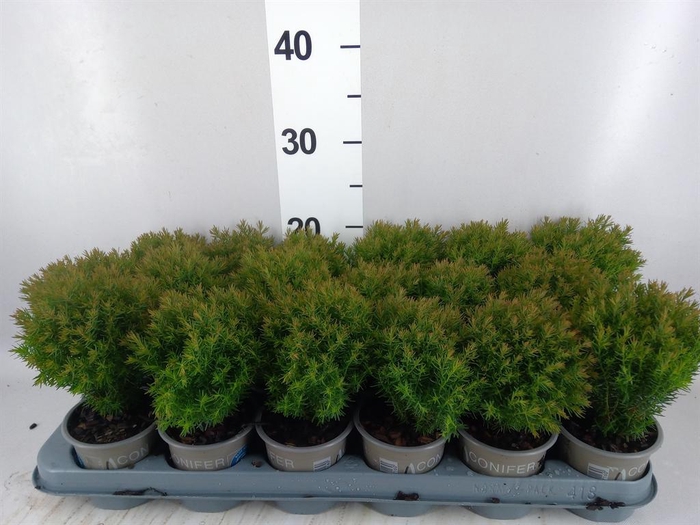 Thuja occid. 'Teddy'