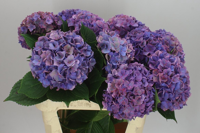 <h4>Hyd Rodeo Purple Classic</h4>