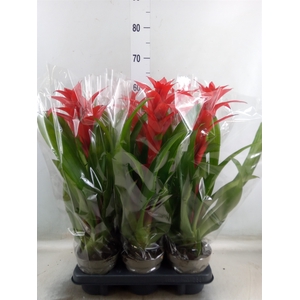 Guzmania   ...