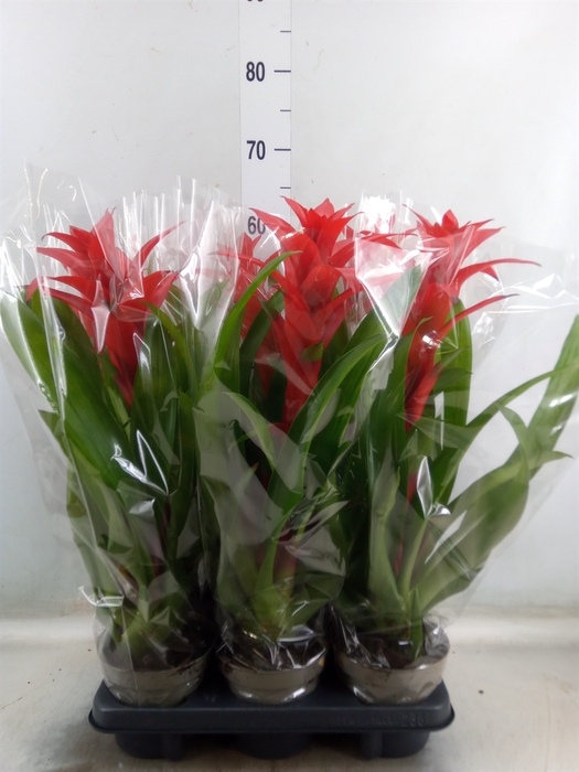 <h4>Guzmania   ...</h4>