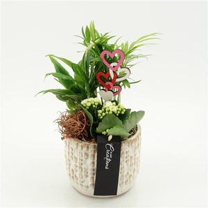 Arrangementen kamerplanten bloeiend H%