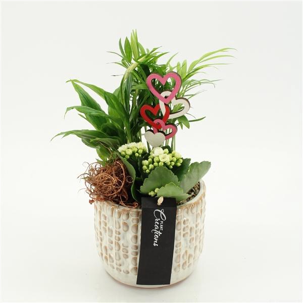 Arrangementen kamerplanten bloeiend H%