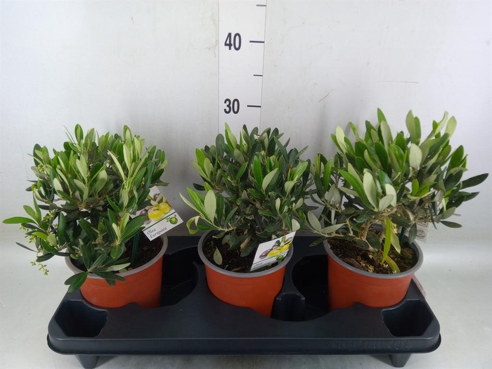 <h4>Olea europaea</h4>
